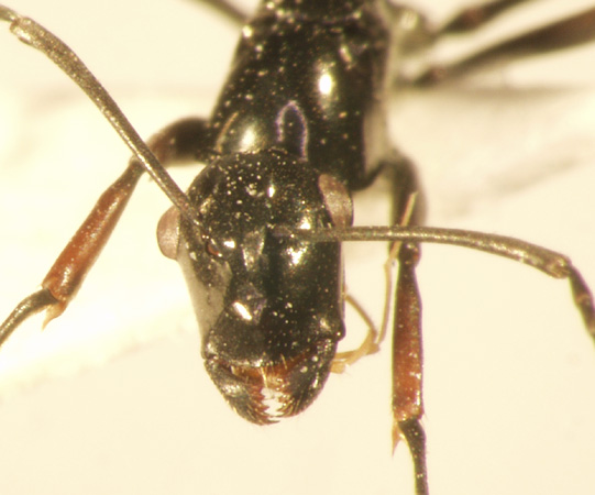 Polyrhachis boltoni Dorow&Kohout,1995 frontal