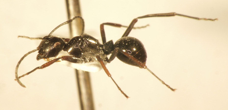 Polyrhachis boltoni Dorow&Kohout,1995 lateral