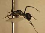 Polyrhachis boltoni Dorow&Kohout,1995 lateral