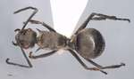 Polyrhachis illaudata Walker, 1859 dorsal