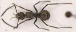 Polyrhachis murina Emery, 1893 dorsal