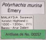 Polyrhachis murina Emery, 1893 Label