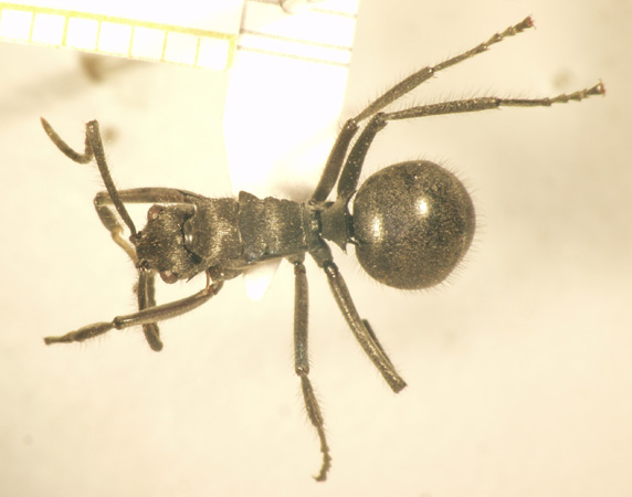 Polyrhachis 7 dorsal