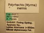 Polyrhachis inermis Smith,1858 Label