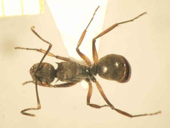 Polyrhachis inermis Smith,1858 dorsal