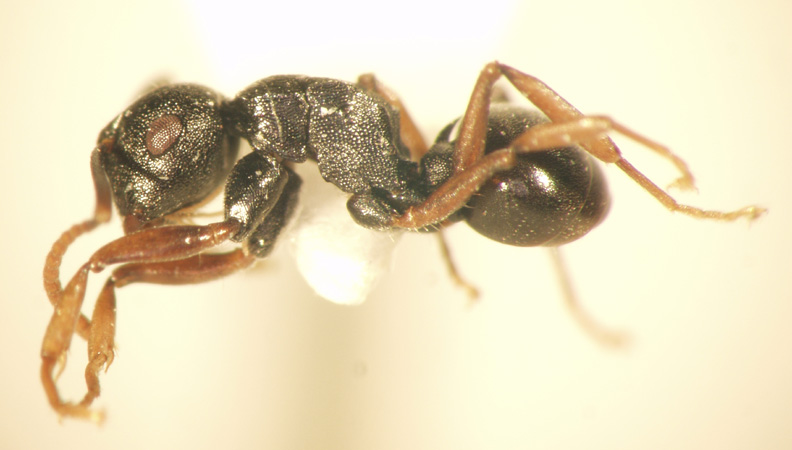 Polyrhachis fruhstorferi Emery,1898 lateral