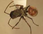 Polyrhachis 10 dorsal