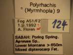 Polyrhachis 9 Label