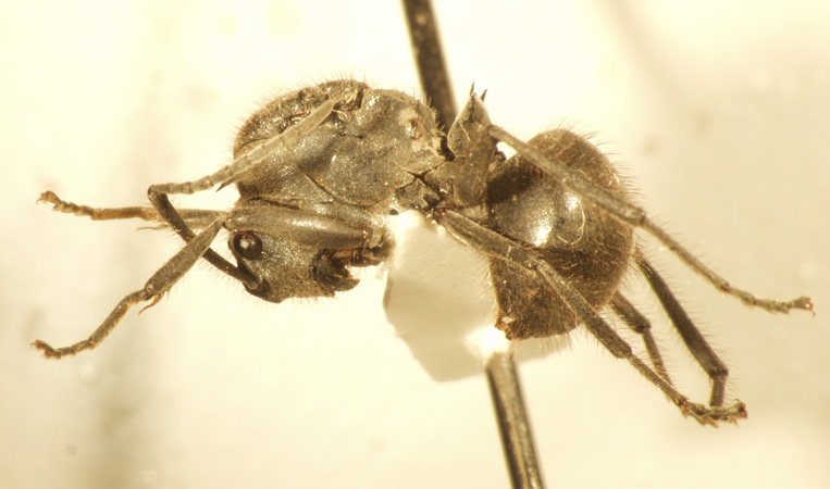 Polyrhachis 9 lateral