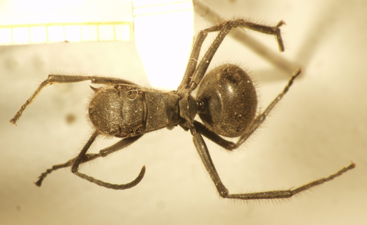 Polyrhachis 9 dorsal