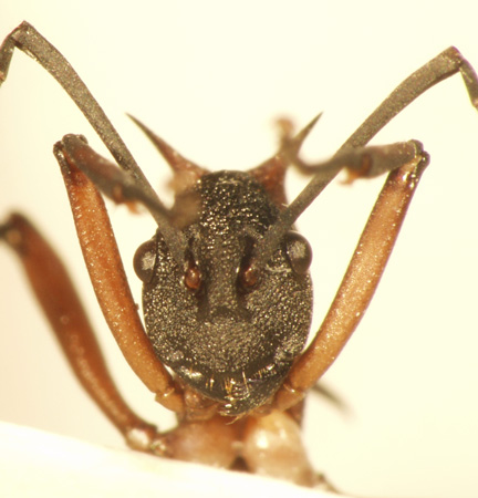 Polyrhachis armata Le Guillou,1842 frontal