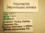 Polyrhachis armata Le Guillou,1842 Label