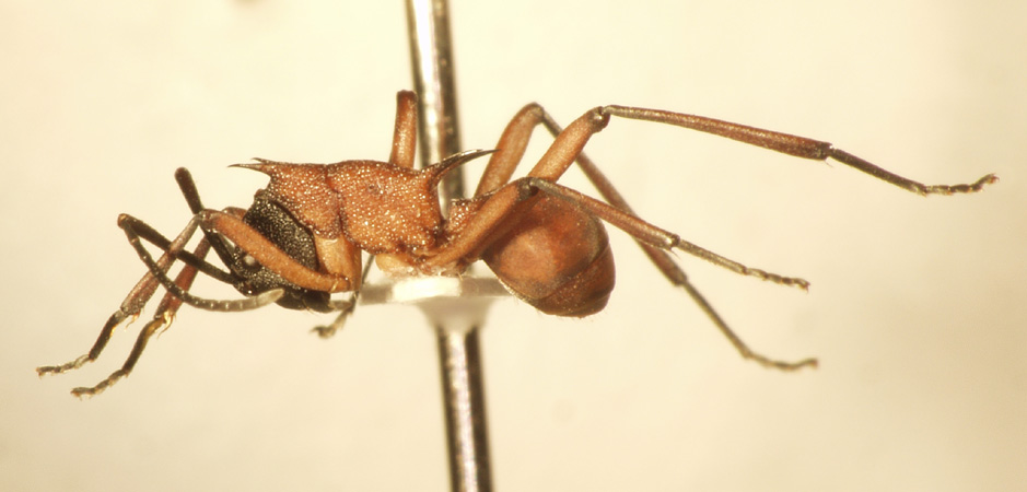 Polyrhachis armata Le Guillou,1842 lateral