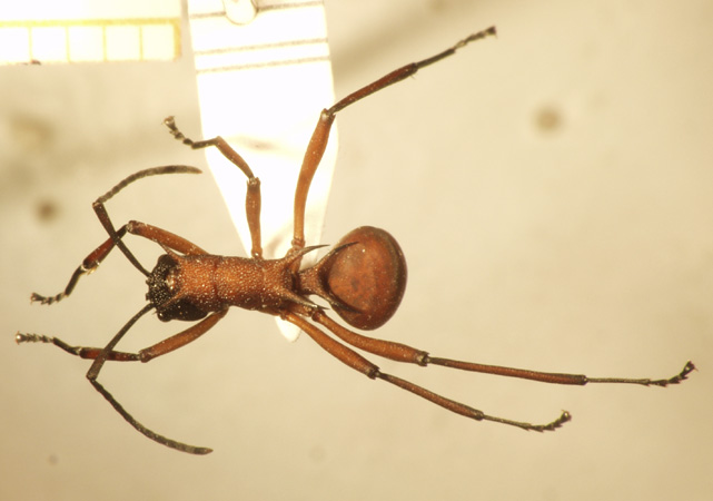 Polyrhachis armata Le Guillou,1842 dorsal