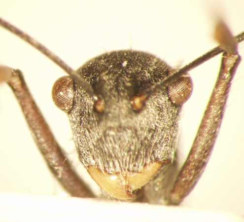 Polyrhachis bicolor Smith,1858 frontal