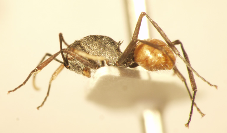 Polyrhachis bicolor Smith,1858 lateral