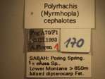 Polyrhachis cephalotes Emery,1893 Label