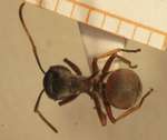 Polyrhachis cephalotes Emery,1893 dorsal