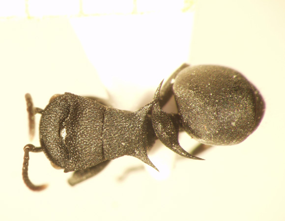 Polyrhachis cryptoceroides Emery,1887 dorsal