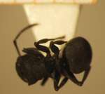 Polyrhachis cryptoceroides Emery,1887 dorsal