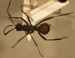 Polyrhachis hector Smith,1857 dorsal