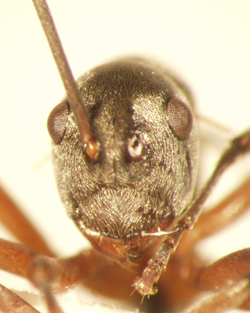 Polyrhachis mitrata Menozzi,1932 frontal