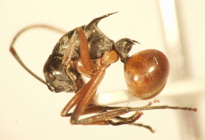 Polyrhachis mitrata Menozzi,1932 lateral