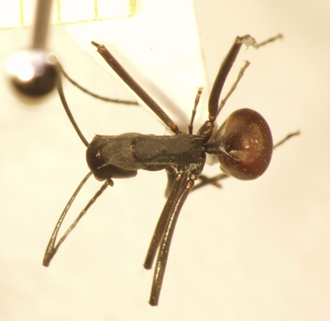 Polyrhachis muelleri Forel,1893 dorsal