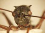 Polyrhachis saevissima romanovi Santschi,1928 frontal