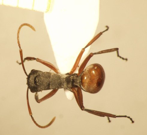 Polyrhachis saevissima romanovi Santschi,1928 dorsal