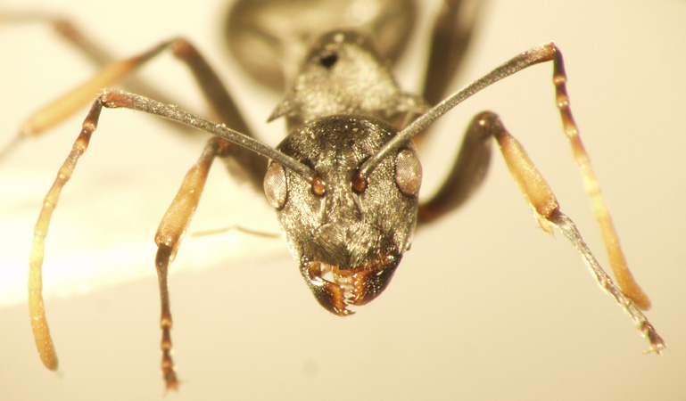 Polyrhachis tibialis Smith,1858 frontal