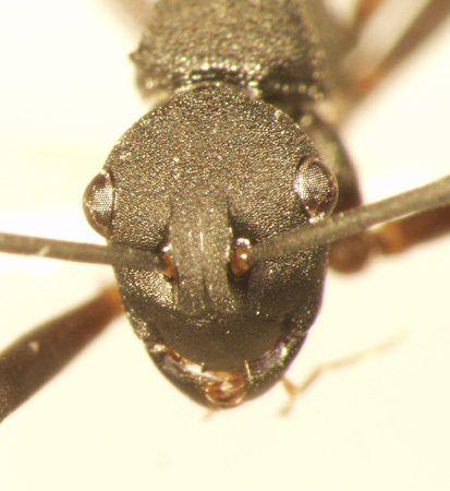 Polyrhachis tristis Mayr,1867 frontal