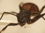 Polyrhachis tristis Mayr,1867 frontal