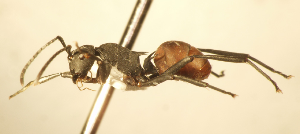 Polyrhachis tristis Mayr,1867 lateral