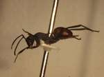 Polyrhachis tristis Mayr,1867 lateral