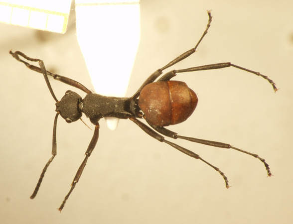 Polyrhachis tristis Mayr,1867 dorsal