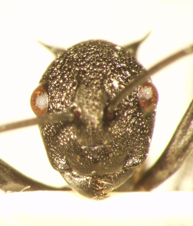 Polyrhachis wheeleri Mann,1919 frontal