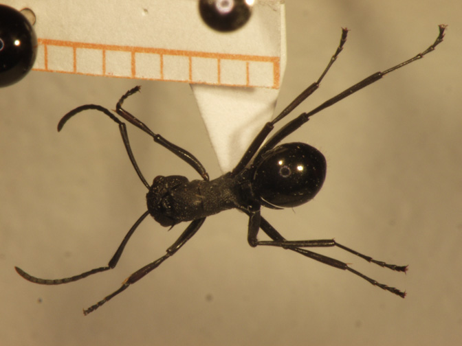 Polyrhachis wheeleri Mann,1919 dorsal