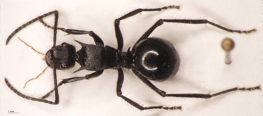 Polyrhachis nigropilosa Mayr, 1872 dorsal