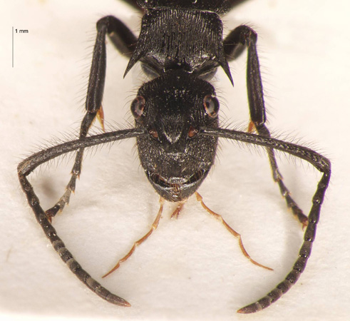 Polyrhachis nigropilosa Mayr, 1872 frontal