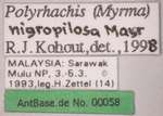 Polyrhachis nigropilosa Mayr, 1872 Label