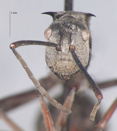 Polyrhachis proxima Roger, 1863 frontal