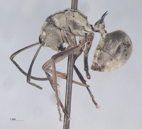 Polyrhachis proxima Roger, 1863 lateral