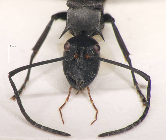 Polyrhachis pruinosa Mayr, 1872 frontal