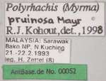 Polyrhachis pruinosa Mayr, 1872 Label