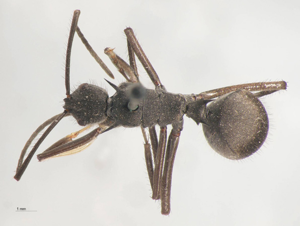 Polyrhachis striata Mayr, 1862 dorsal