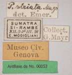 Polyrhachis striata Mayr, 1862 Label