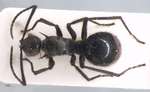 Polyrhachis villipes Smith, 1857 dorsal