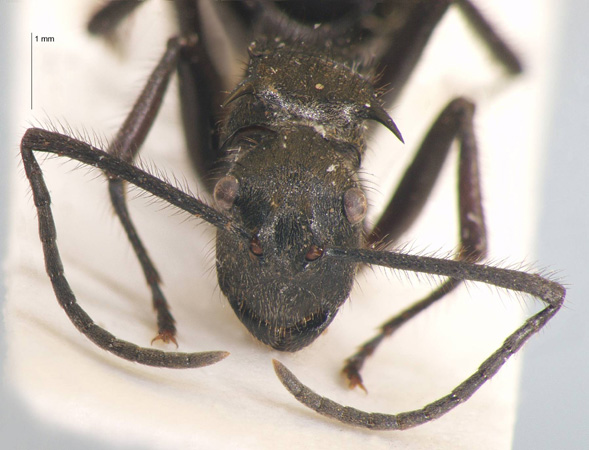 Polyrhachis villipes Smith, 1857 frontal