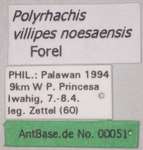 Polyrhachis villipes Smith, 1857 Label